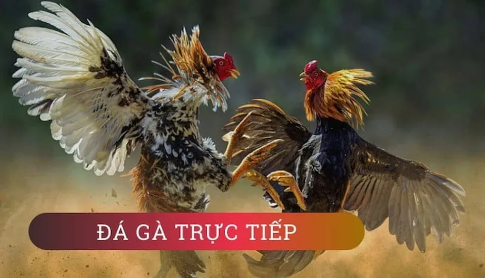 Giao diện xem đá gà Thomo trực tiếp hôm nay tại Sv368 rõ nét, trực quan