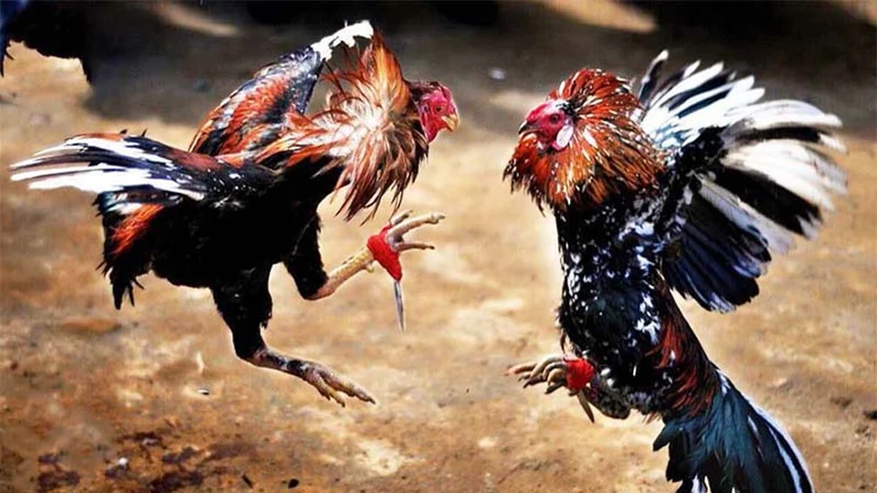 An toàn thông tin là ưu tiên hàng đầu – không có quảng cáo chen ngang, không yêu cầu cấp quyền thiết bị, và tuyệt đối bảo mật.